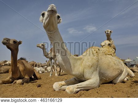 West Africa. Mauritania. One-humped Camels At The Metropolitan Camel Market, Where A Huge Number Of 