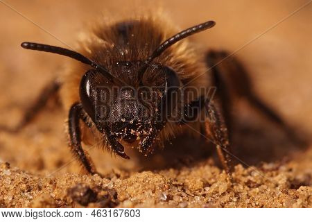 Detailed Frontal Closeup On A Female Early Cellophane Bee, Colletes Cuniculariussitting On The Groun