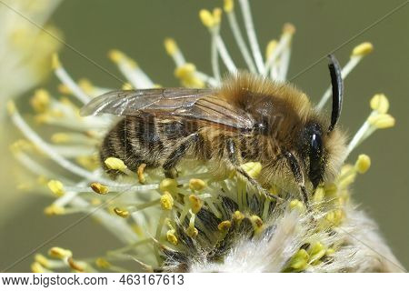 Detailed Closeup On A Hairy Brown Female Early Cellophane Bee, Colletes Cunicularius Eating Pollen F