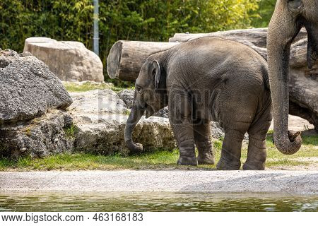 A Young Little Asian Elephant, Elephas Maximus Also Called Asiatic Elephant, Is The Only Living Spec