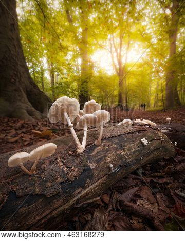 Couple Walking In A Forest On A Sunny Autumn Day, Log With Mushrooms In The Foreground, Oudemansiell