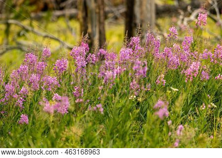Patch Of Fireweed Blooms In Summer In Yellowstone National Park