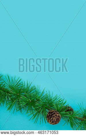 Cedrus Deodara Branch Isolated On  Background