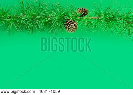 Cedrus Deodara Branch Isolated On  Background