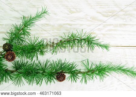 Cedrus Deodara Branch Isolated On  Background