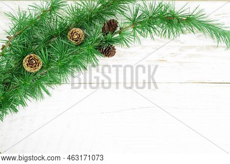 Cedrus Deodara Branch Isolated On  Background