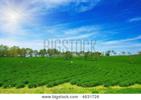 Te plantage