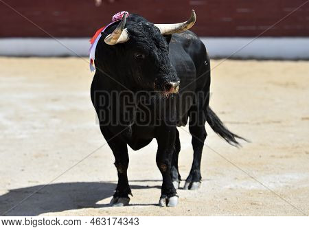 Fighting Bull With Big Horns In A Traditional Spectacle Of Bullfight