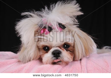 Shih Tzu köpek