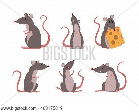Funny Rat As Long-tailed Rodent Engaged In Different Activity Vector Set