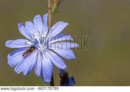 Close Up Of A Chicory (cichorium Intybus) Flower In Bloom