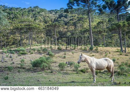 Lonely Horse At Clear Sky, Rio Grande Do Sul Pampa Landscape - Southern Brazil