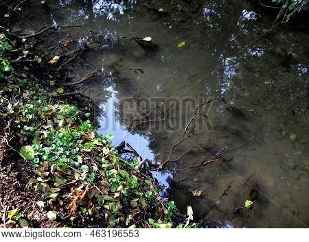 The Trees Have Densely Branched Roots That Reach To The Stream Where They Draw Water And Nutrients. 