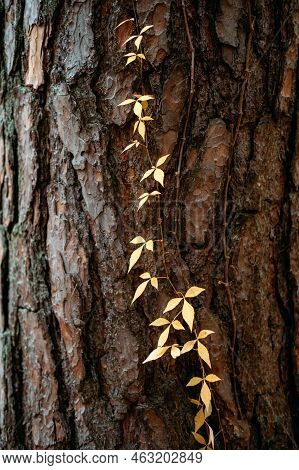 Autumn Background Tree Bark With Red Virginia Creeper Leaves. Parthenocissus Quinquefolia, Virginia 