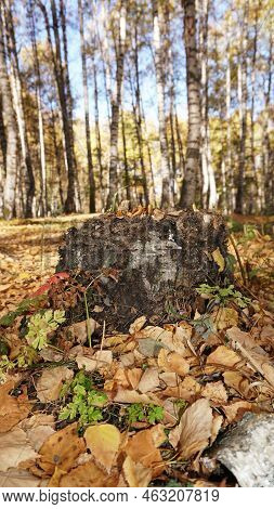 An Old Stump In The Birch Autumn Forest.