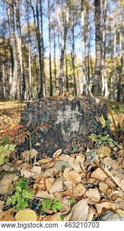 An Old Stump In The Birch Autumn Forest.