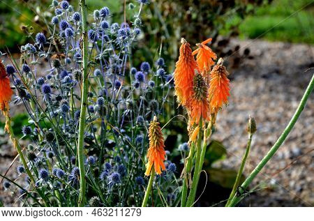 The Dry Leaves Of The Grass Curl In The Wind And Look Like Hair. Lawn And Several Trees. Flowerbed W