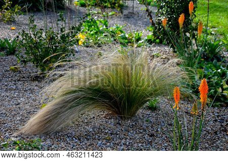 The Dry Leaves Of The Grass Curl In The Wind And Look Like Hair. Lawn And Several Trees. Flowerbed W
