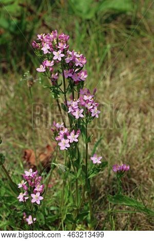 Pink Centaury, Centaurium Erythraea, Flowers In Clusters On Heathland With A Blurred Background Of G