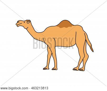 Camel Vector Or Illustration Animals Logo Drawing 3d Graphics Pets Wildlife Colorful Single Camel Si