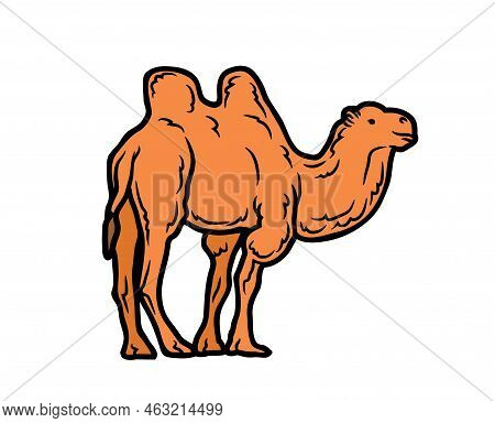 Camel Vector Or Illustration Animals Logo Drawing 3d Graphics Pets Wildlife Colorful Single Camel Si