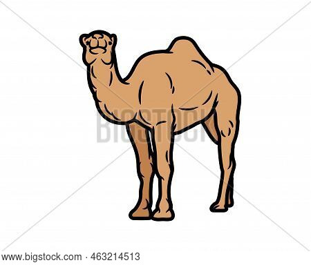 Camel Vector Or Illustration Animals Logo Drawing 3d Graphics Pets Wildlife Colorful Single Camel Si