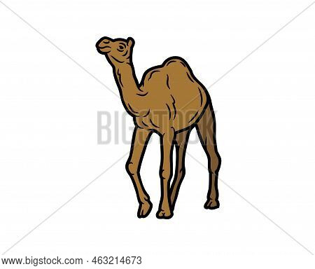 Camel Vector Or Illustration Animals Logo Drawing 3d Graphics Pets Wildlife Colorful Single Camel Si
