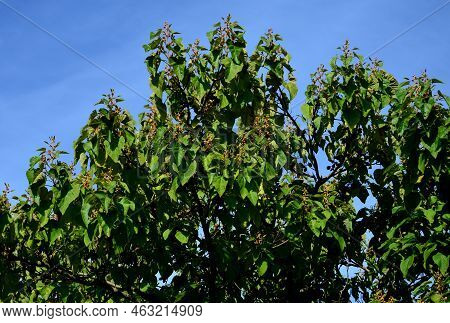 It Grows Fast, The Tree Is Conspicuous By Its Leaves, Flowers, But Also Its Fruits. Large Oval To Co