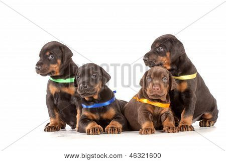 Gruppo di cuccioli di Dobermann