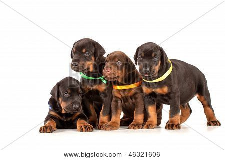 Gruppo di cuccioli di Dobermann
