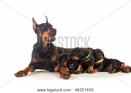 Cane Doberman con cuccioli