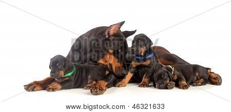 Cane Doberman con cuccioli