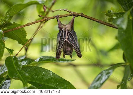 Indonesian Short-nosed Fruit Bat Cynopterus Titthaecheilus In The Wild