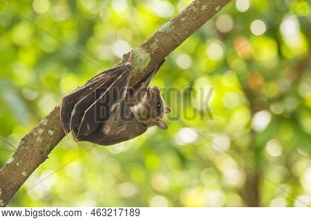 Indonesian Short-nosed Fruit Bat Cynopterus Titthaecheilus In The Wild