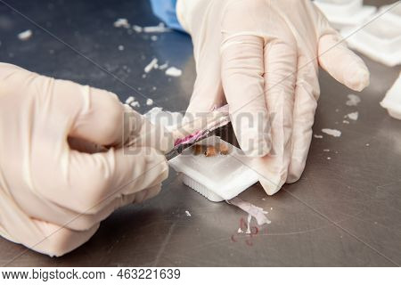 Scientist Preparing Paraffin Blocks Containing Biopsy Tissue For Sectioning. Pathology Laboratory. C