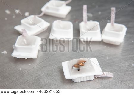 Paraffin Blocks Containing Biopsy Tissue For Sectioning. Pathology Laboratory. Cancer Diagnosis.