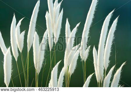 Abstract Natural Background Of Soft Plants Cortaderia Selloana. Pampas