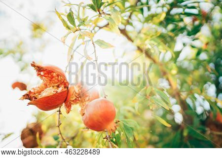 Bright Sunny Day Shot Of A Ripe And Red Cracked Pomegranate Hinging On The Branch With A Sunbeams Ba