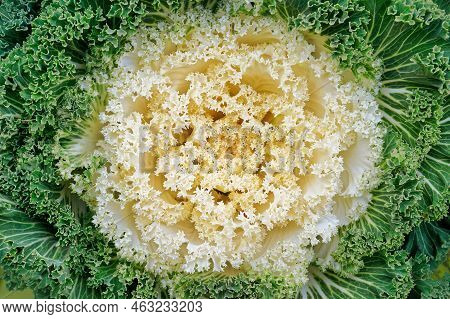 Decorative Cabbage In A Flower Bed. Brassica Oleracea Var. Acephala Close-up.