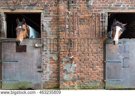Denderwindeke, Ninove, East Flemish Region - Belgium - 07 14 2021 Stable With Brown Horses