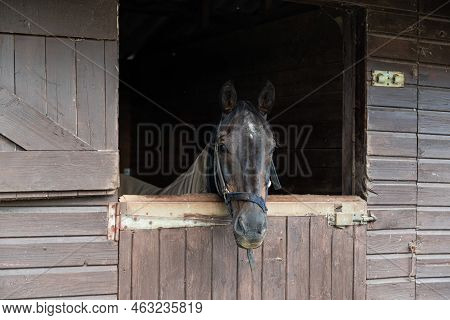 Denderwindeke, Ninove, East Flemish Region - Belgium - 07 14 2021 Stable With Brown Horses