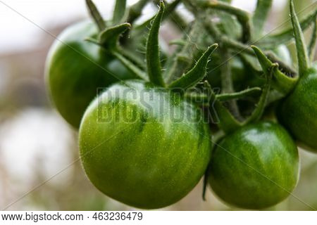 Macro Photo Of Green, Unripe Bunch Of Cherry Tomatoes, Belgium
