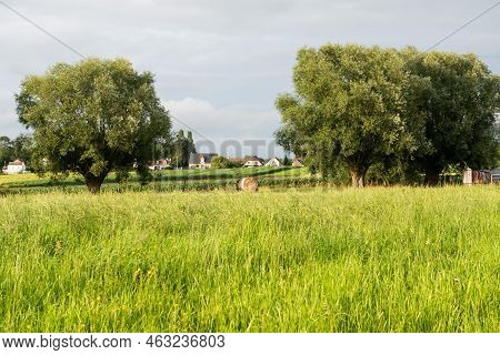 Agriculture Fields, Trees And Green Lawns At The Flemish Countryside , Denderwindeke, Ninove, Flande