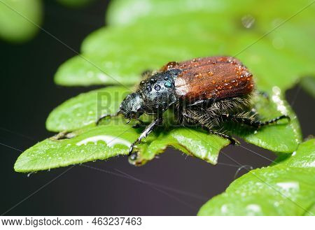 Garden Chafer (phyllopertha Horticola) Small Brown Hairy Beetle On A Leaf