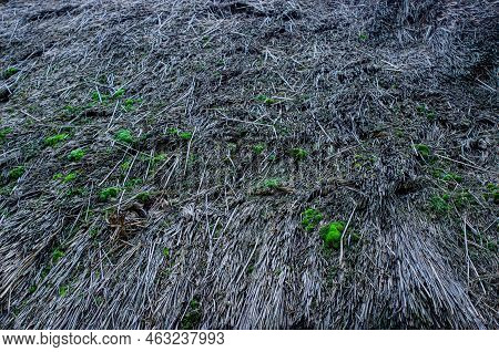 The Thatched Roof Texture Of An Old House
Old Straw Faded In The Sun As A Material For The Roof. Tro