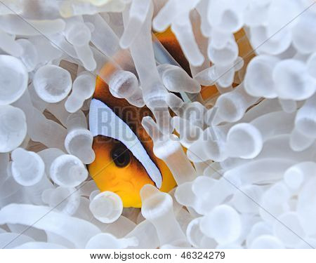Anemonefish v bělené mořských sasanek. Bělení nebo ztracenou barvy je výsledkem ztráty anemon
