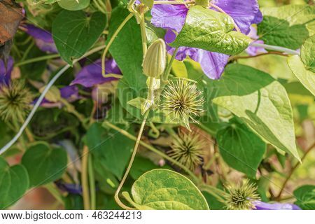 Beautiful Purple Clematis In The Botanical Garden Of Nitra In Slovakia. Latin Name Clematis Dill.