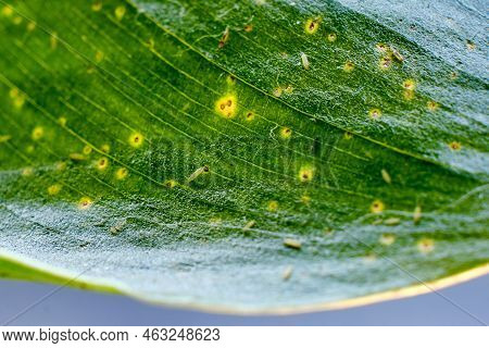 Pests On The Leaves Of A Plant - Thrips, Macro Close-up. Title Houseplant Leaf Strelitsia Nicholas