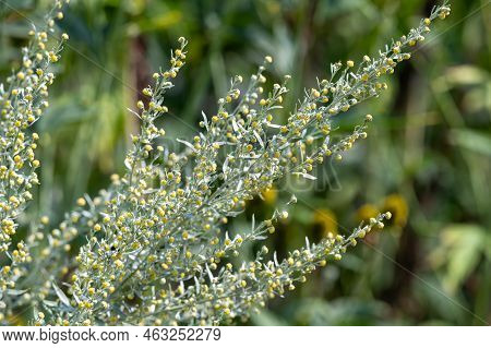 Botanical Collection, Leaves And Berries Of Silver Mound Artemisia Absinthum Medicinal Plant