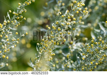 Botanical Collection, Leaves And Berries Of Silver Mound Artemisia Absinthum Medicinal Plant